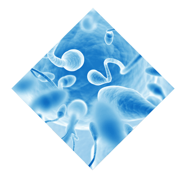 Фрагментация ДНК сперматозоидов